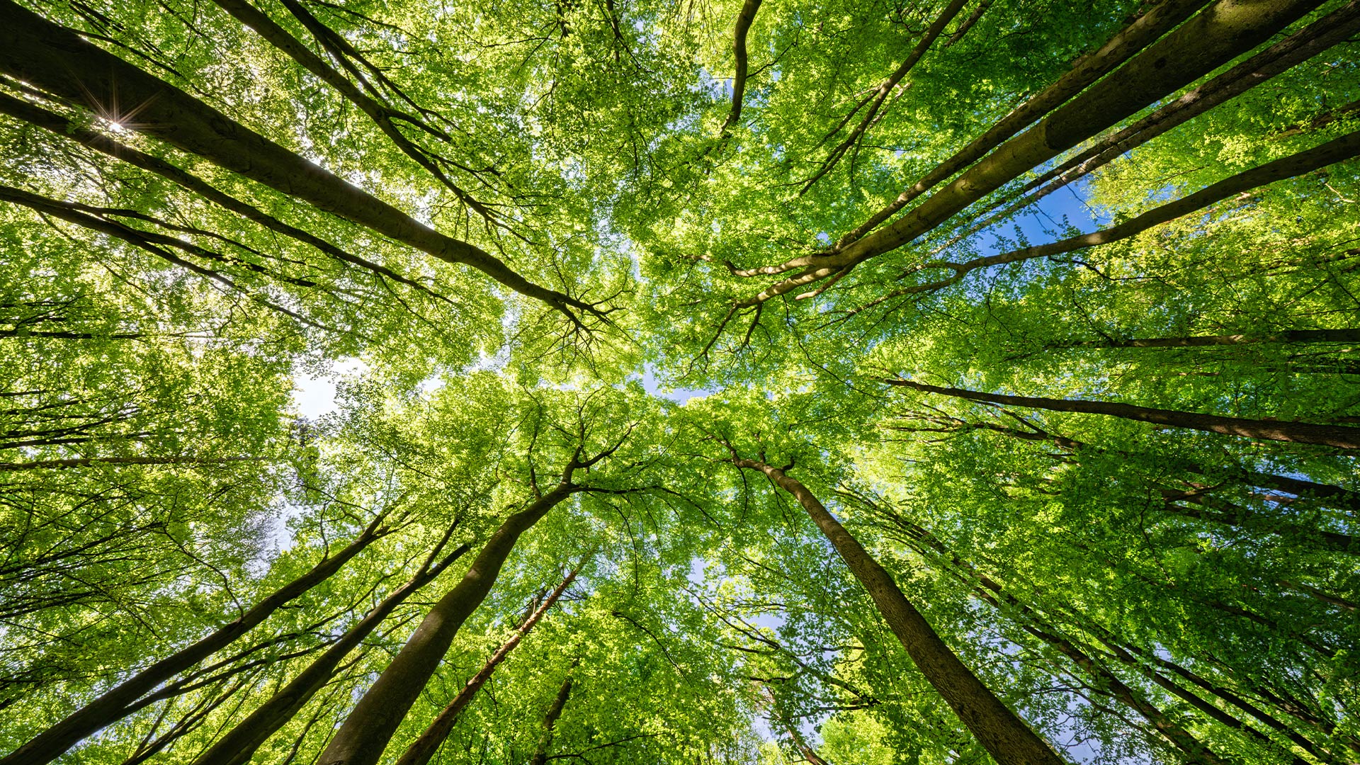 Биоразнообразие Группа признает важность сохранения биоразнообразия и избегает ведения деятельности в районах высокой природоохранной ценности.